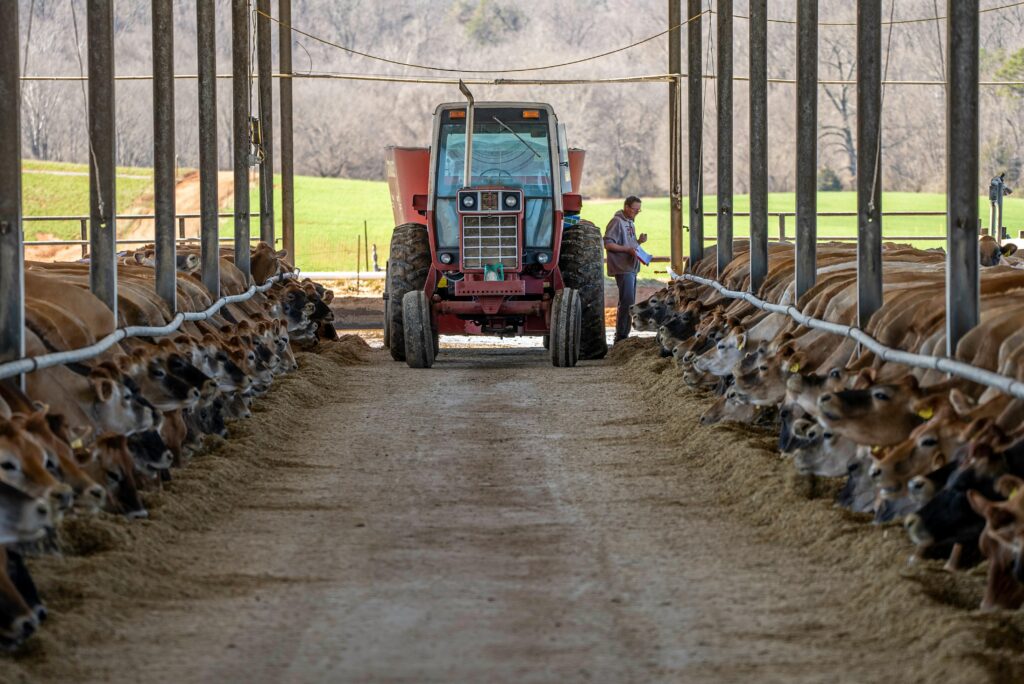 Tractor maintaining clean hygiene for cattle.