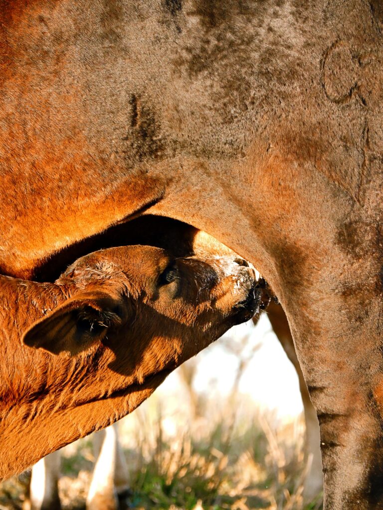 Calf getting Nutrition from mother.