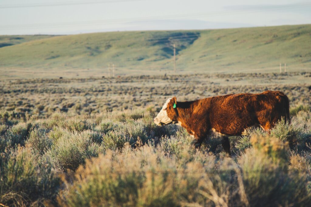 Cow walking towards herd. 