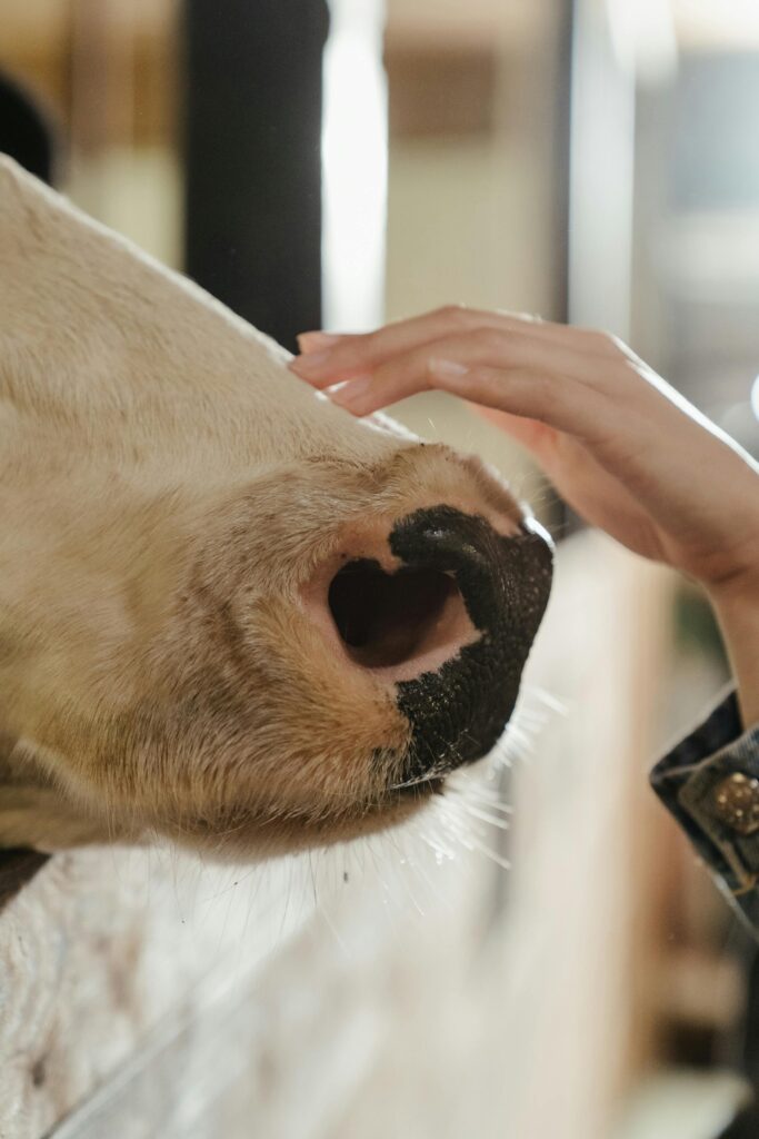 Person touch nose of cow. 