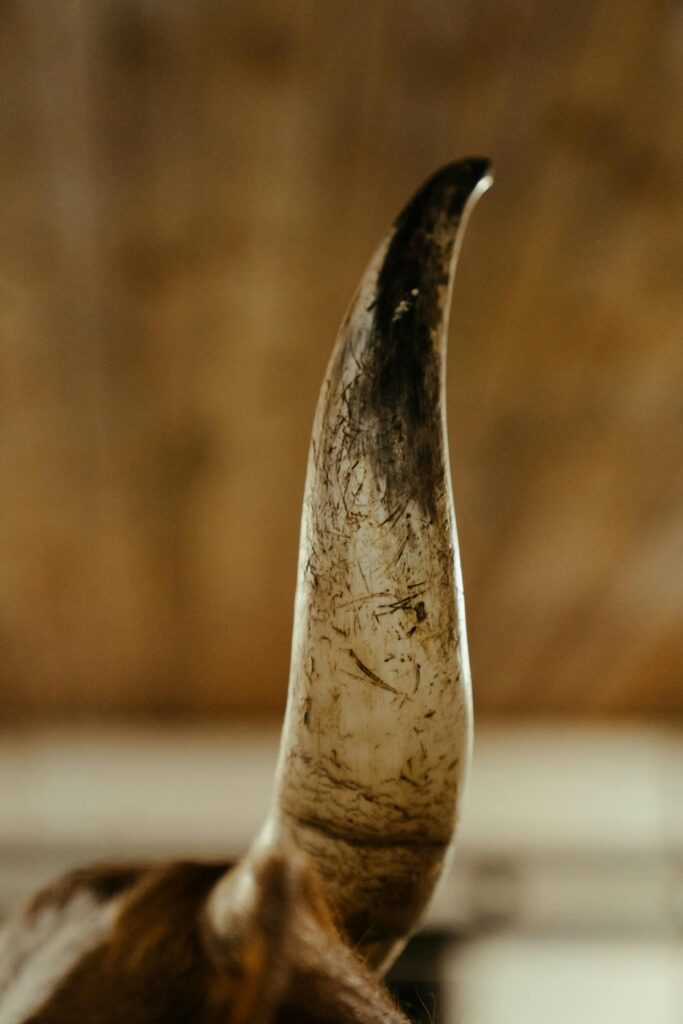 Cow horn.