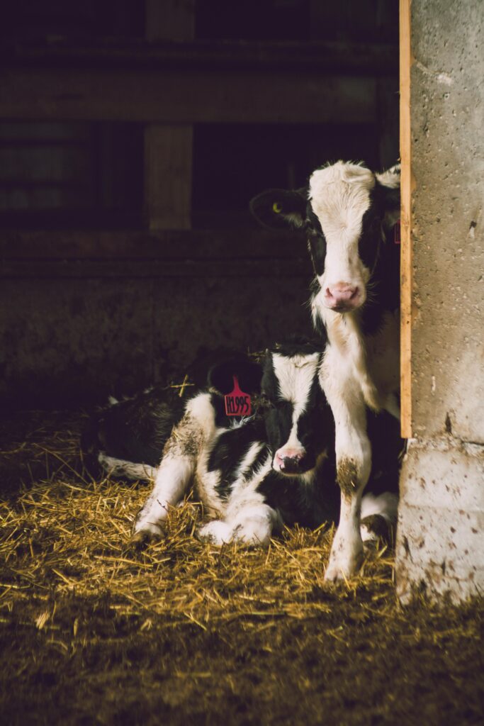 Calf peeking out of barn.