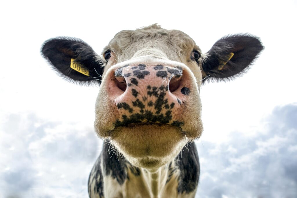 Cow staring at you.