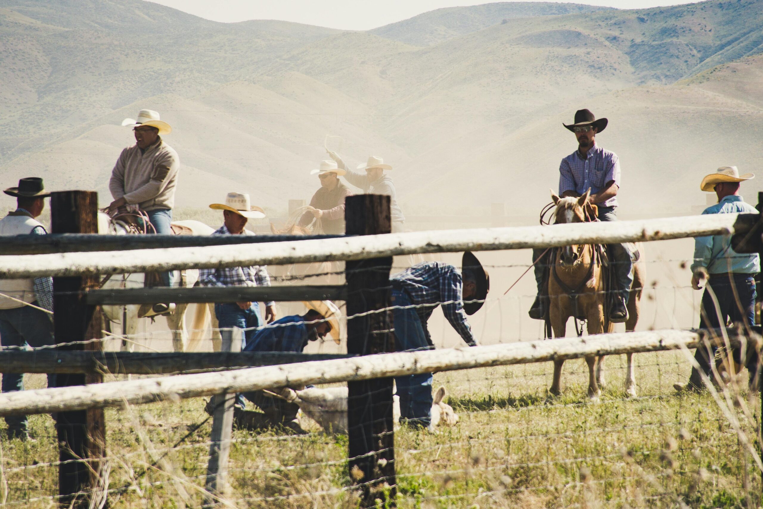 Ranchers branding calfs. 